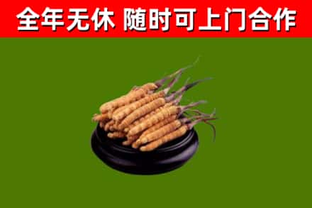 长春回收散虫草